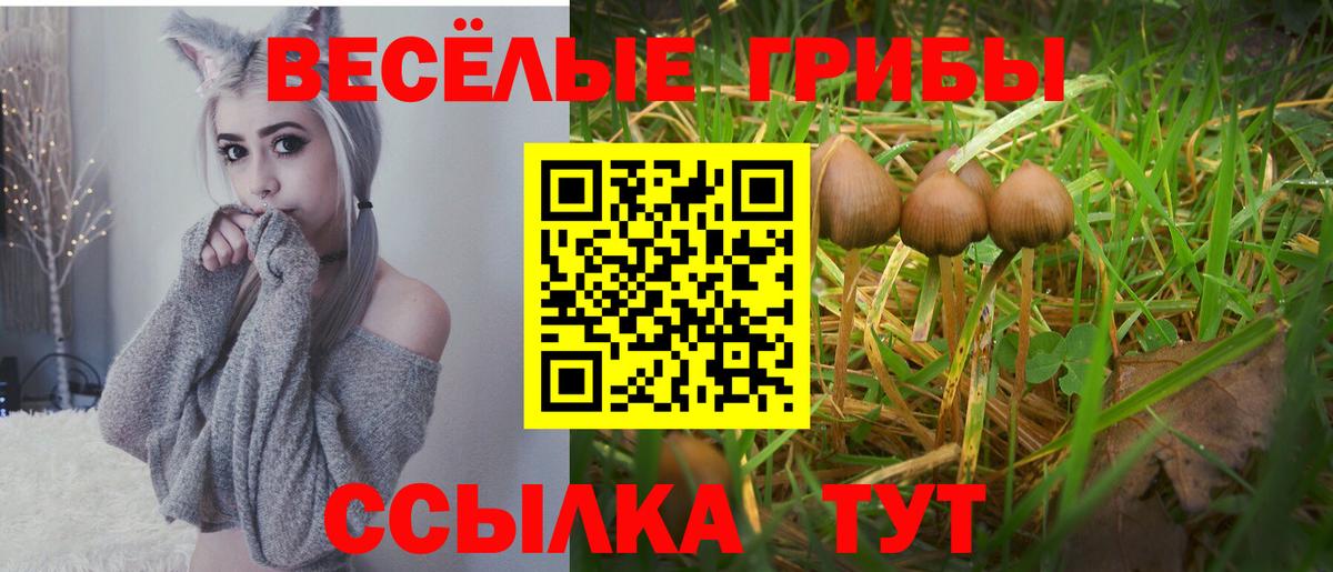 Псилоцибиновые грибы Cubensis Тосно